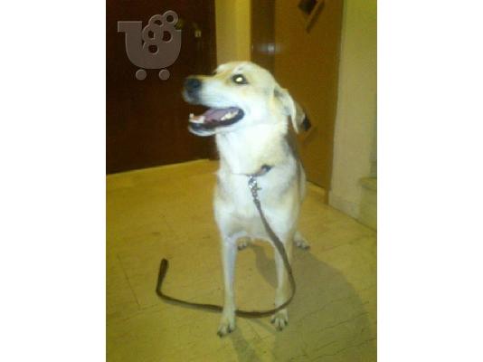 Η Φοξη χαριζεται