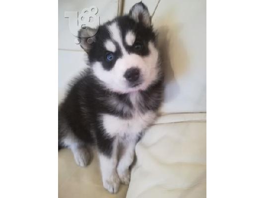 PoulaTo: Χάσκι Σιβηρίας (Siberian Husky)