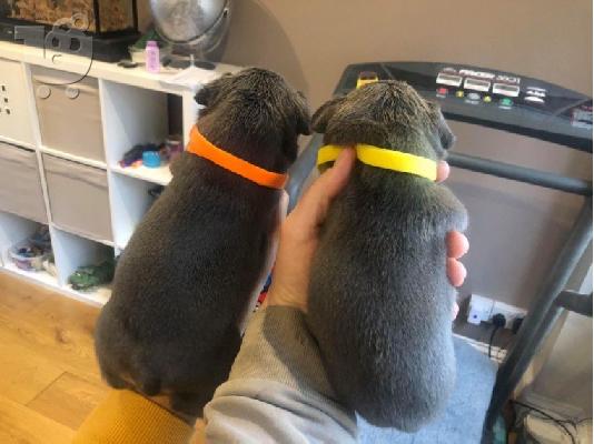 Γαλλικό μπουλντόγκ