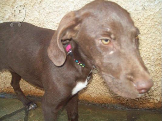 Σοκολατια κουταβουλα χαριζεται