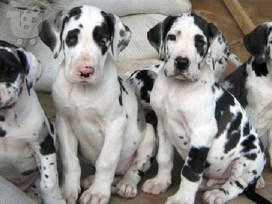 Μολοσσοί Great Dane ΑΡΛΕΚΙΝΟΙ