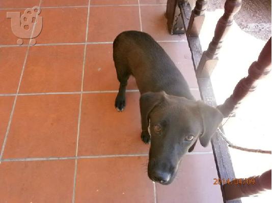 Μικροσωμο σκυλακι χαριζεται