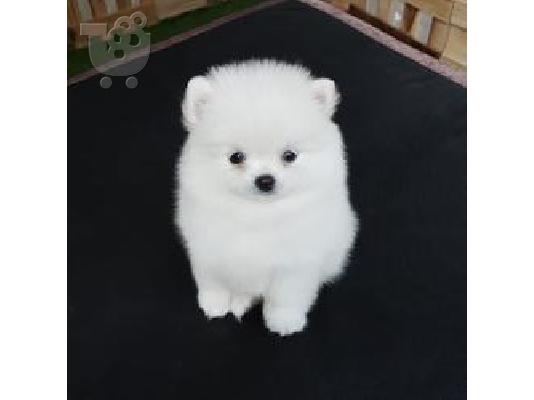 PoulaTo: τσαγιού Pomeranian