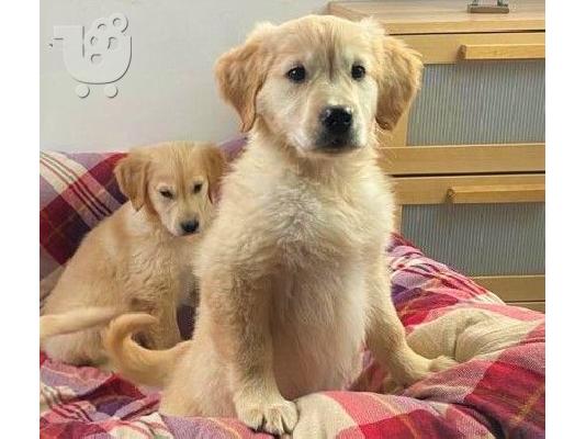 PoulaTo: Πωλείται κουτάβι Golden Retriever