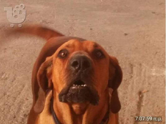 PoulaTo: Χαριζεται νοτιοαφρικανικο μαστιφ