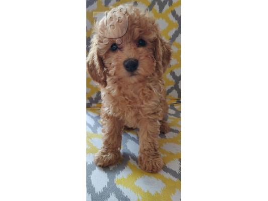 Παιχνίδι Poodle