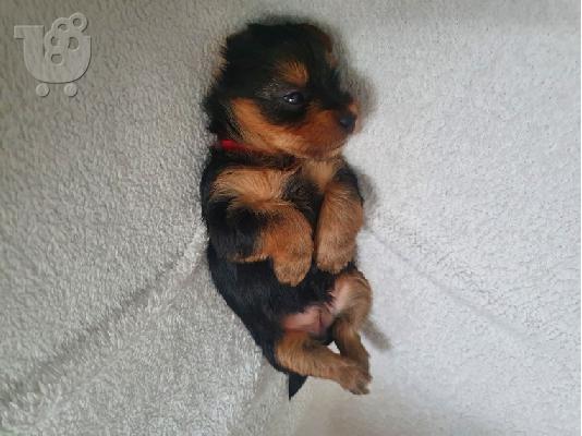 Υπέροχα κουτάβια yorkie