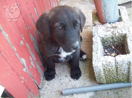 Κουταβακια χαριζονται