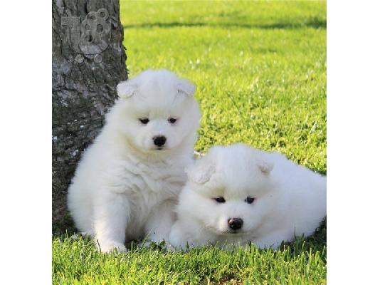 Πωλούνται κουτάβια Samoyed Nice.