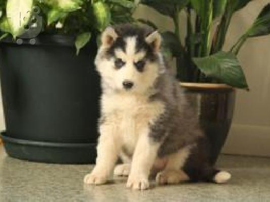 PoulaTo: Πανέμορφα κουτάβια σιέριου husky