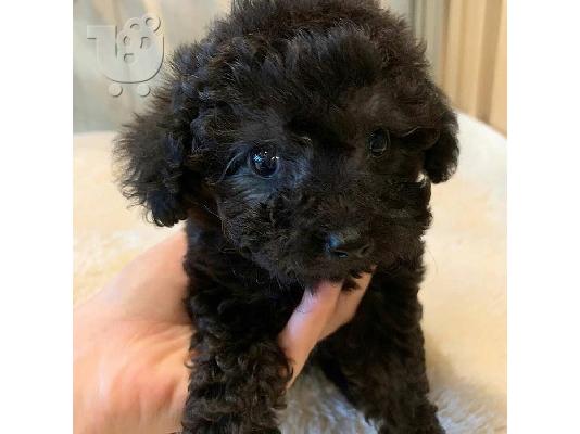 PoulaTo: Κουτάβια Poodle