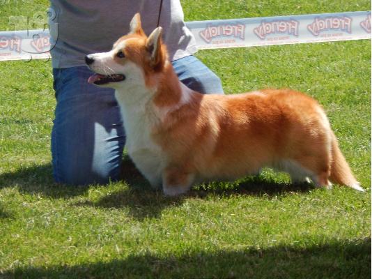 Κουτάβια Pembroke Ουαλίας Corgi