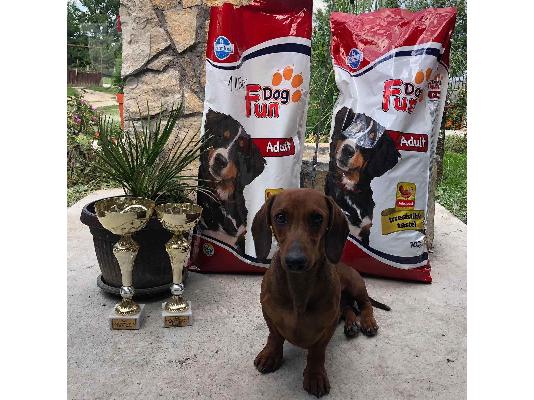 Dachshund προς πώληση