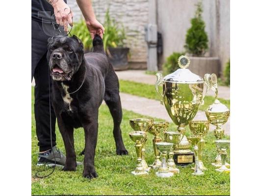 Cane Corso κουτάβια