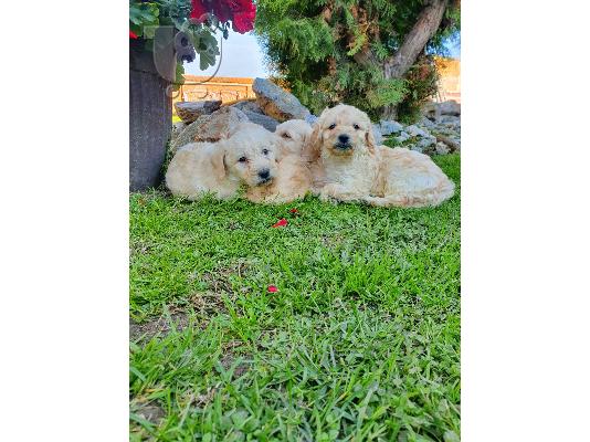 Goldendoodle κουτάβια προς πώληση