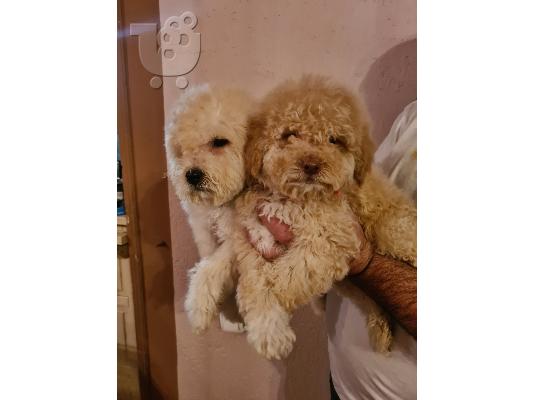 PoulaTo: Labradoodle κουτάβια