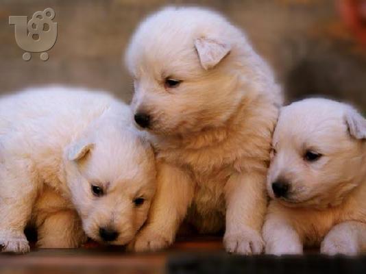 ελβετικος ποιμενικος