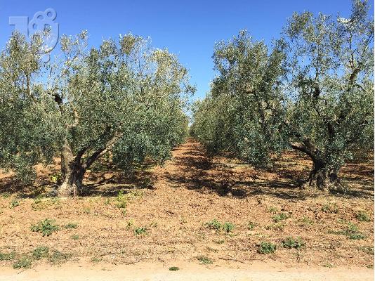 PoulaTo: Eλαιώνας 2600τμ Βερια Χαλκιδικής