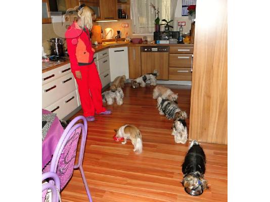Χαριτωμένο καθαρόαιμο κουτάβι biewer yorkshire terrier
