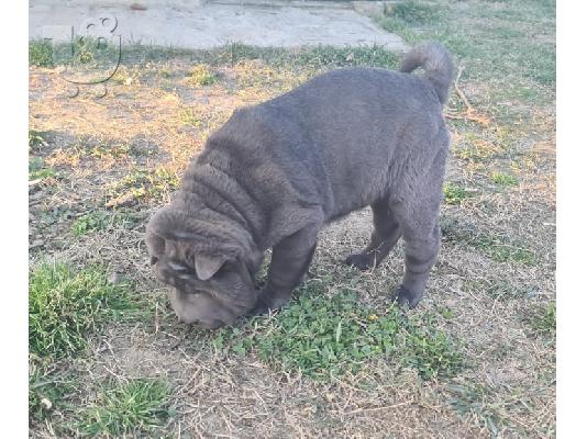 Τα κουτάβια Shar pei