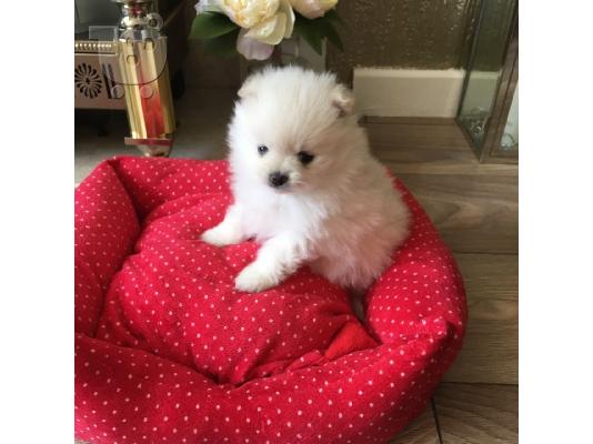 Pomeranian όλα kc reg.