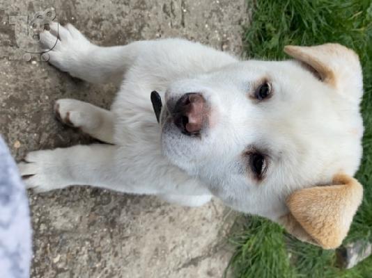 Υπέροχα ιαπωνικά κουτάβια Akita Inu