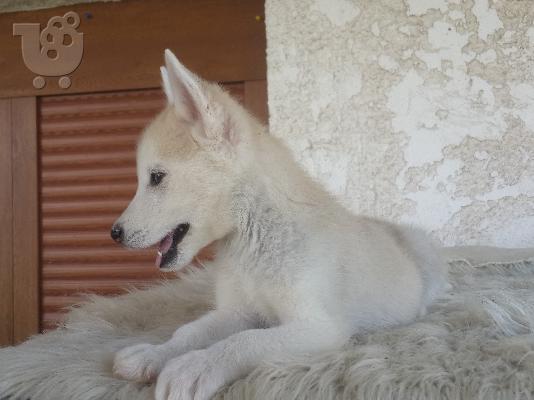 Siberian Husky Original Colour for sale!