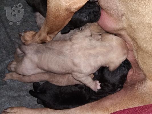PoulaTo: Pitbull