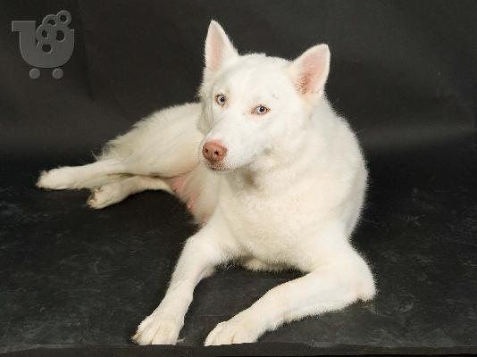 White Siberian Husky