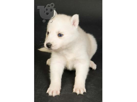 Siberian Husky blue eyes