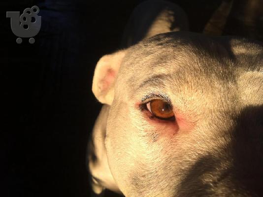 PoulaTo: ΜΕΓΑΛΌΣΩΜΑ --- Pitbull --- σωματοφυλακής