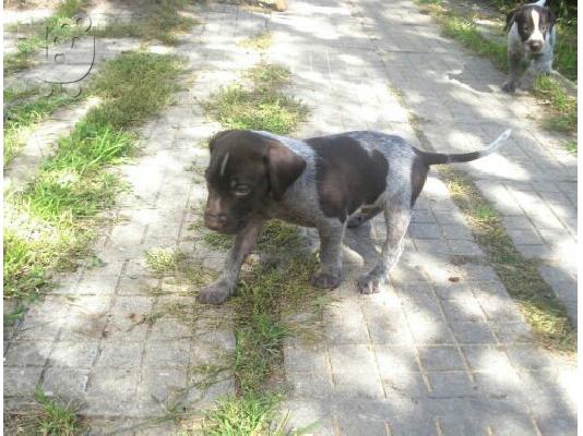 German wirehaired pointer drahthaar