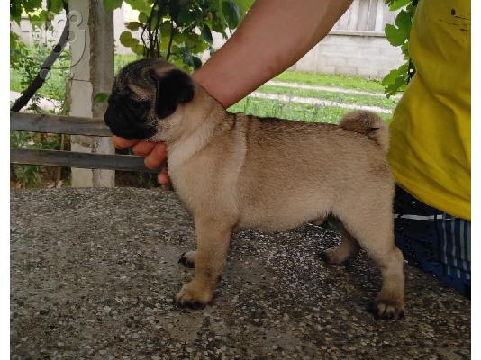 Pug κουτάβια
