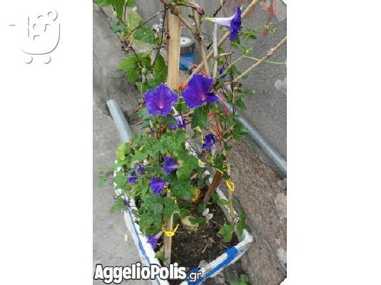 30 Σπανιοι Σποροι - Bonsai - Morning Glory