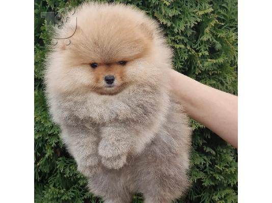 PoulaTo: Pomeranian Spitz κουτάβια