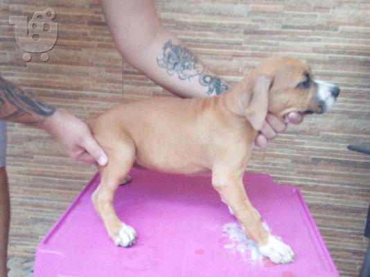 amstaff 2 μηνων θηλυκα