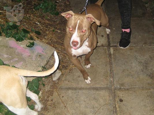 Pit bull red nose