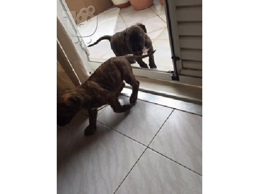 presa canario