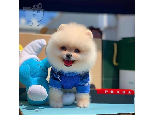 PoulaTo: Γλυκά μικρά Pomeranian κουτάβια