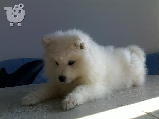 Kαλή τιμή!!!Σαμόιτ - 350 euro