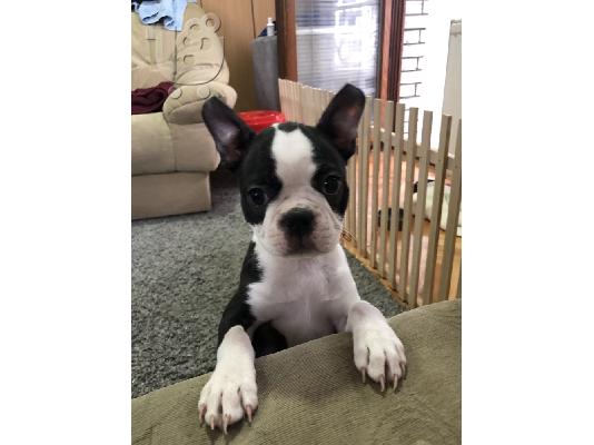 Θηλυκό Boston Terrier κουτάβι