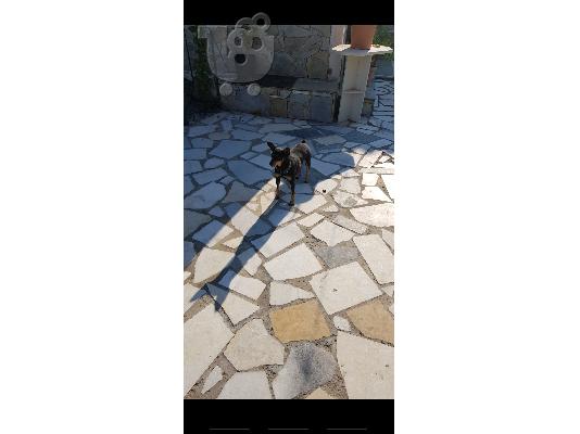 PoulaTo: Πωλείται Πίνσερ