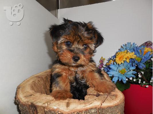 PoulaTo: Γιορκσάιρ Τεριέ κουτάβια για το σπίτι