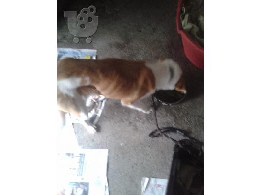 Σκυλιτσα 7 μηνων χαριζεται