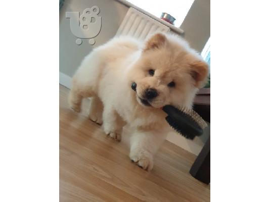 Chow Chow μωρά διαθέσιμα