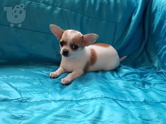 Chihuahua σκυλιά και κουτάβια προς πώληση