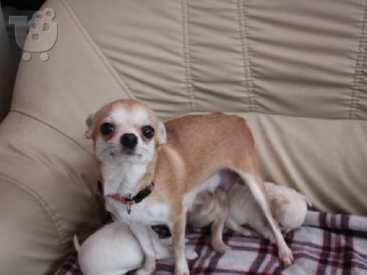 PoulaTo: Lovely Chihuahua Puppies for Sale,