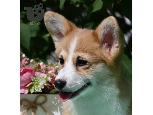 Κουτάβια Welsh Corgi Pembroke