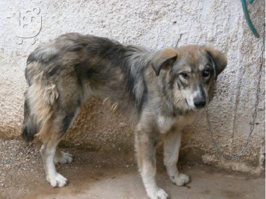 PoulaTo: Φενια η τυφλη κουταβινα