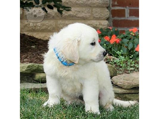 Lovely Golden retriever κουτάβια Διατίθεται προς πώληση.